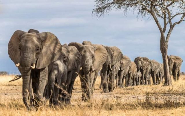 5-Day Zanzibar Escape, Tanzania - Flights Included safari tour