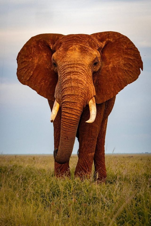 1-Day Red Elephant Tour in Tsavo East safari tour