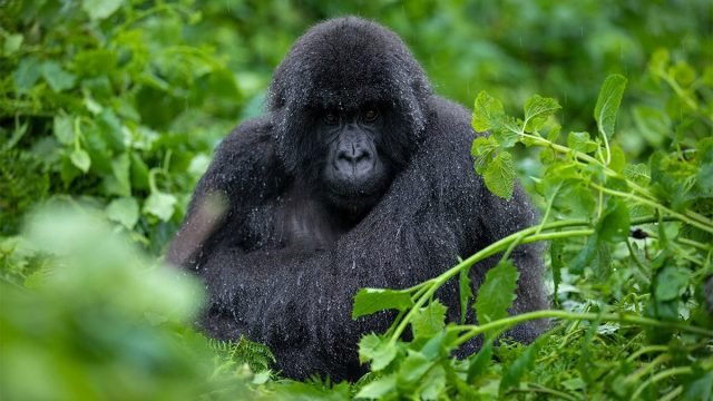 3-Day Bwindi Impenetrable National Park Budget Tour safari tour