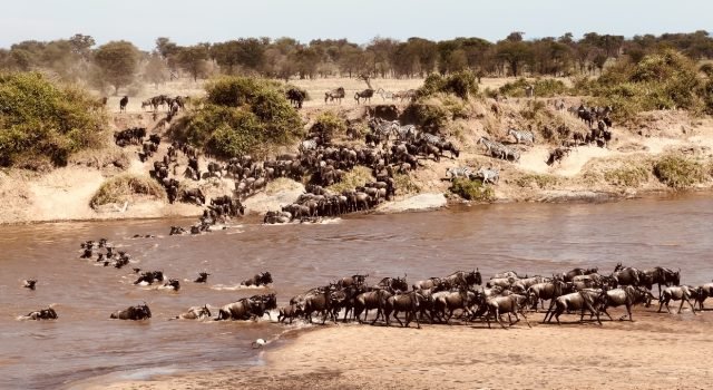 7-Day Migration Safaris – River Crossing safari tour