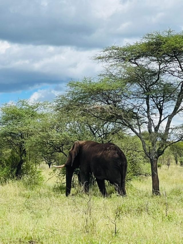 7-Day Multidimensional Tanzania Safari safari tour