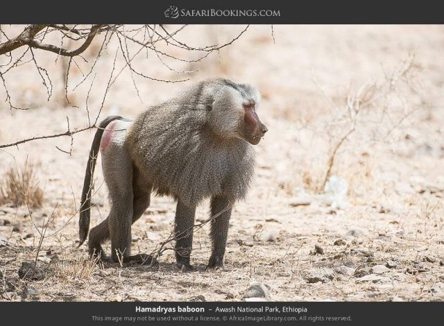 3-Day Safari to Awash National Park & Aledeghi Wildlife safari tour