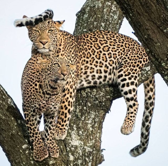 5-Day Tanzania Safari Budget Tour safari tour