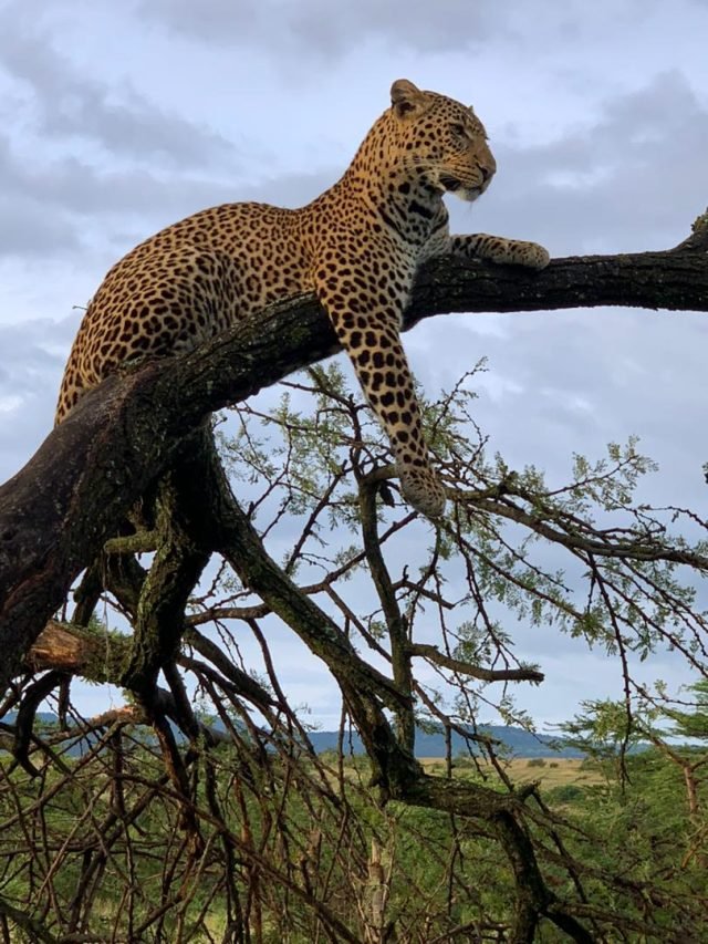 1-Day safari to Nyerere national park from zanzibar safari tour