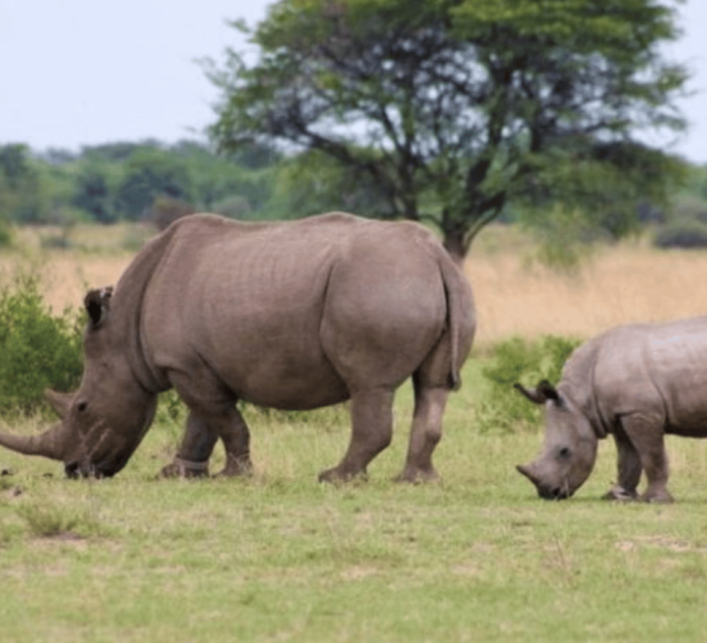 3-Day rhino special in Mkomazi National Park ( stay at bandas safari tour