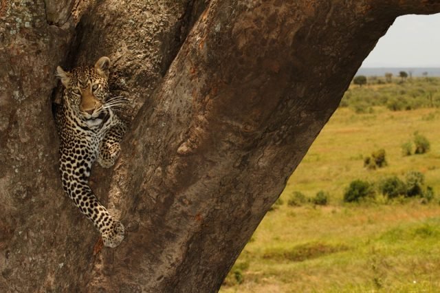 3-Day Masai Mara Premium Luxury Safari safari tour