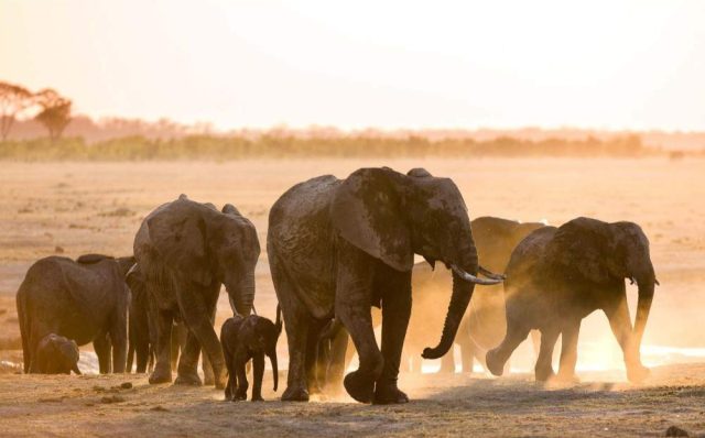 1-Day Ultimate Hwange National Park Day Tour safari tour