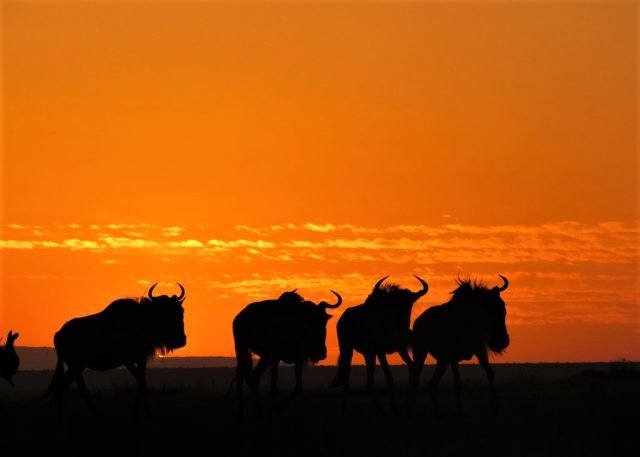 9-Day Honeymooner Safari - Samburu, Lake Naivasha, Masai Mara safari tour