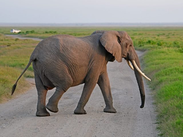 7-Day Wildlife Safari Amboseli And Tsavo East National Park safari tour