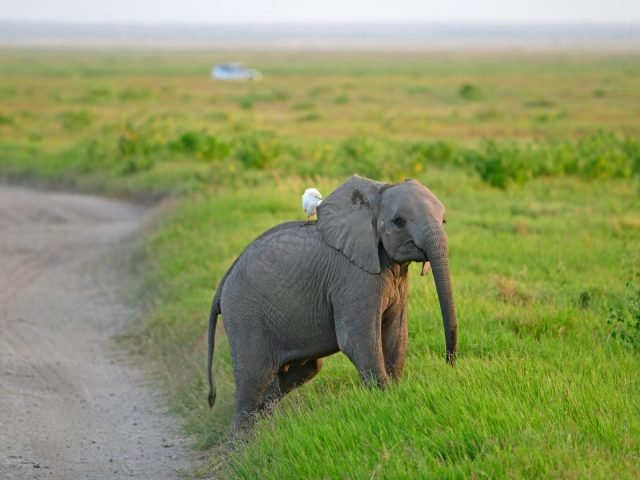 3-Day Amboseli National Park Safari From Nairobi: safari tour