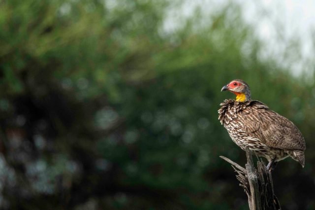 3-Day Safari To Tsavo East National Park From Malindi. safari tour