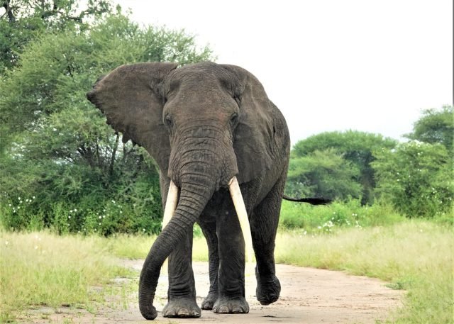 1-Day Tarangire National Park Day Trip safari tour