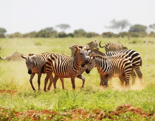 5-Day Selous Game Reserve & Mikumi National Park Tour: safari tour