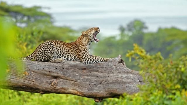 3-Day Tarangire, Ngorongoro Crater & Lake Manyara safari tour