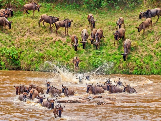 6-Day Wildebeest Migration in North Serengeti and Masai Mara safari tour