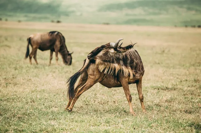 4-Day Serengeti FLY-in Safari from Zanzibar safari tour