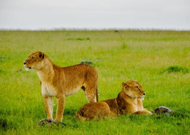 3-Day FLY-In Safari to Serengeti National Park from Zanzibar. safari tour