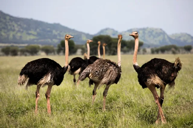 3-Day FLY-In Safari from Zanzibar to Tarangire and Ngorongoro safari tour