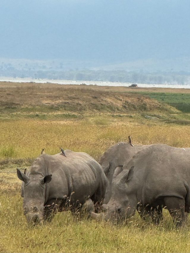 9-Day Wildlife Safari in Serengeti and Pristine of Zanzibar