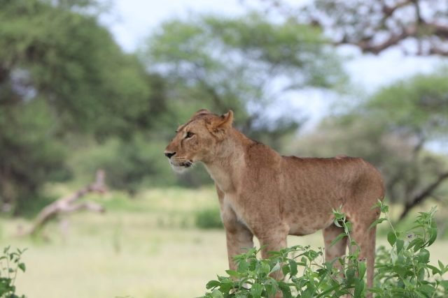 3-Day Serengeti Wildlife with Ngorongoro