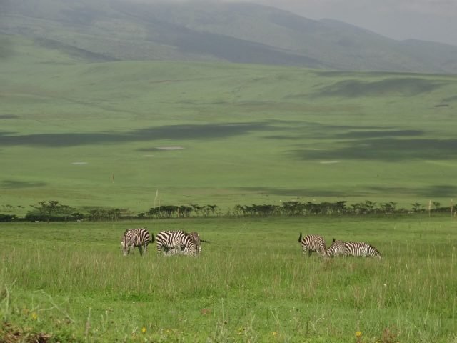 1-Day Arusha National Park Day Trip - Joining Group safari tour