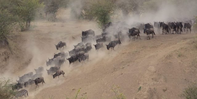 7-Day From Baobabs to the Big5-Great Migration Family Safari safari tour