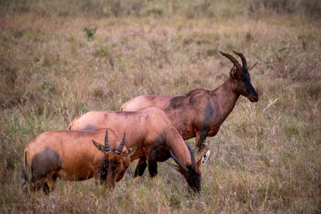 9-Day Tanzania Safari Focus on Wildlife Moments and Landscape safari tour