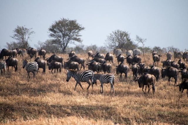 4-Day Ndutu Area for Calving Season & Ngorongoro Crater safari tour