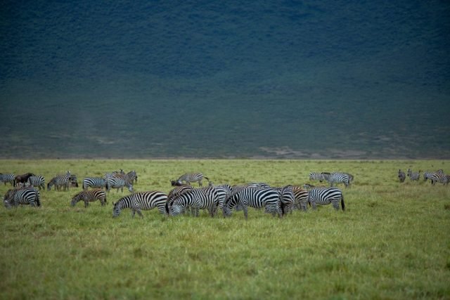 3-Day Serengeti & Ngorongoro Private Camping Safari | Best Ta safari tour
