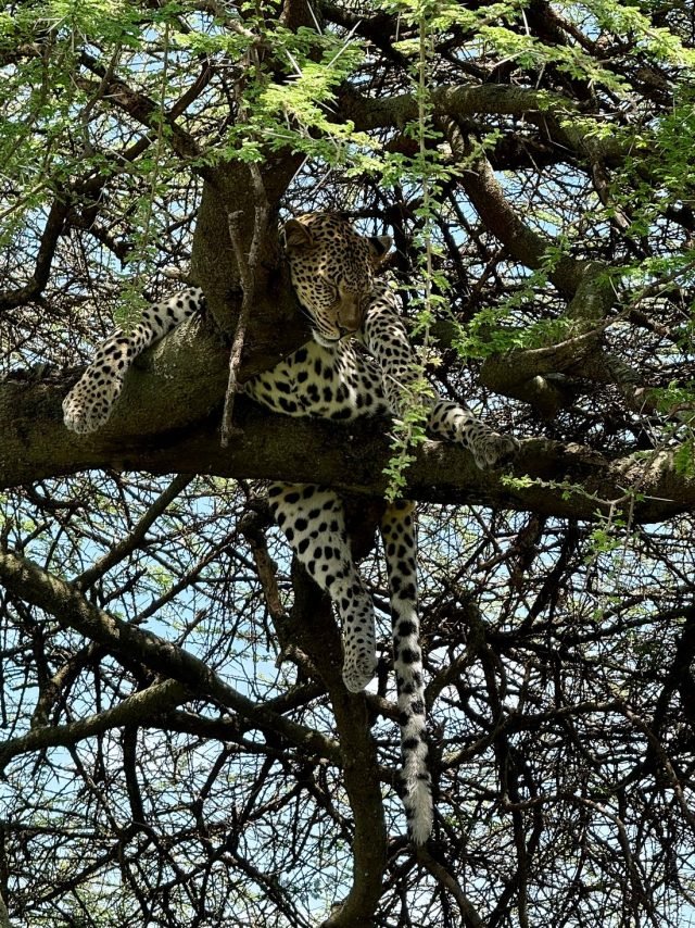 7-Day Southern Serengeti Calving Season at Ndutu Area safari tour