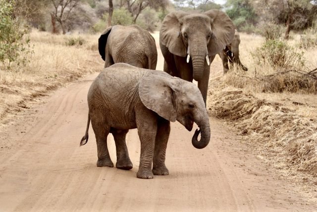 2-Day Tarangire & Ngorongoro Crater Joining Safar-Camping safari tour
