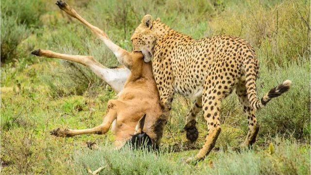3-Day Tsavo East Safari Experience safari tour