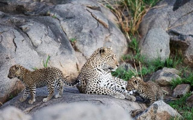 6-Day Luxury Serengeti and Ngorongoro Safari (FLY-In) safari tour