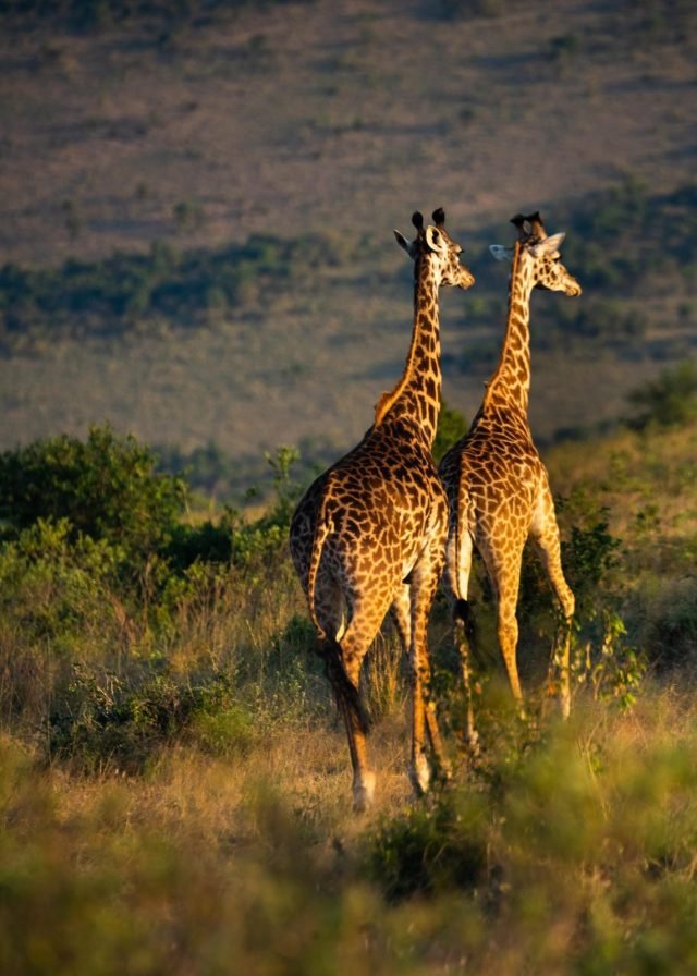 3-Day Maasai Mara Budget Experience Private Package safari tour