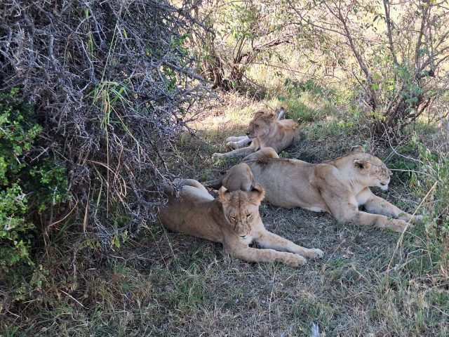 3-Day Maasai Mara Budget Experience safari tour
