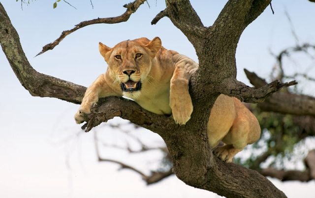 4-Day Explore Tarangire, Serengeti, and Ngorongoro Crater safari tour