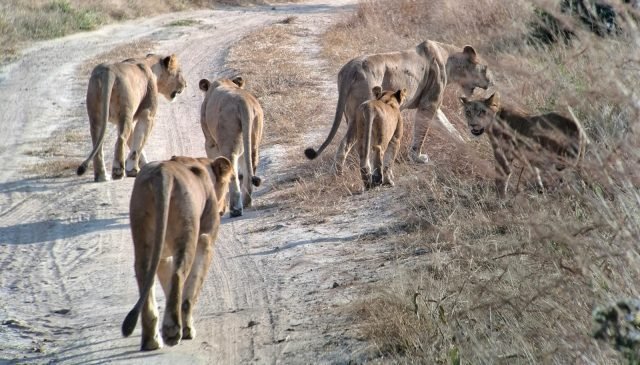 4-Day Mikumi National Park & Udzungwa Mountains Safari safari tour