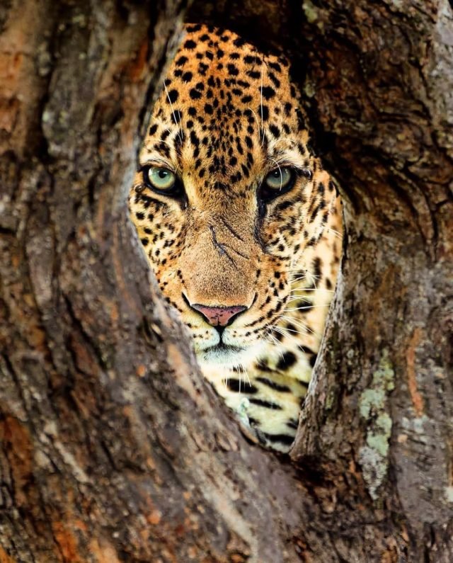 3-Day Maasai Mara Mid Range Safari safari tour