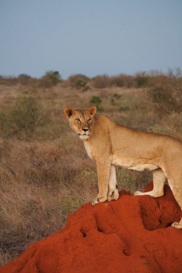 3-Day Tsavo East Madaraka Express Safari Experience safari tour
