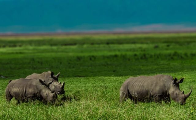 1-Day Ngorongoro Crater Black & White Rhino Experience safari tour