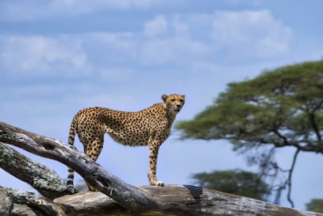2-Day Fly-In Safari from Zanzibar to Serengeti National Park safari tour