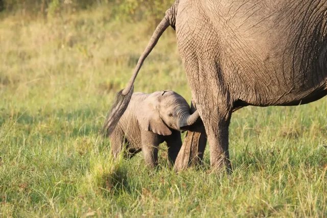3-Day Masai Mara Safari Experience safari tour