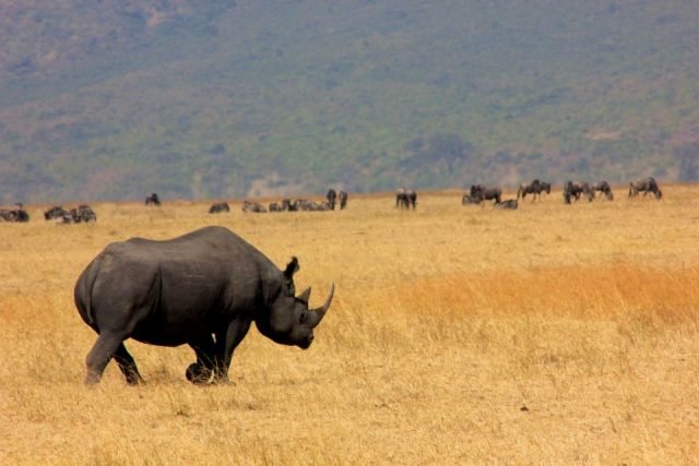 2-Day Tarangire & Ngorongoro Crater Safari safari tour