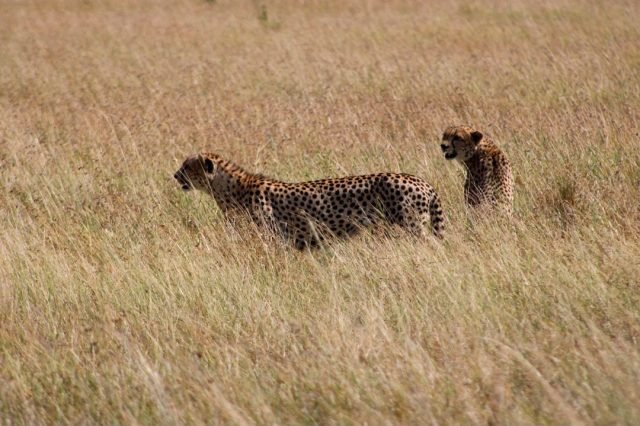4-Day Tanzania Big Five and Serengeti Big Cat safari tour
