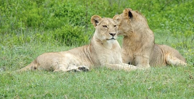 2-Day Luxury Honeymoon Safari Retreat safari tour