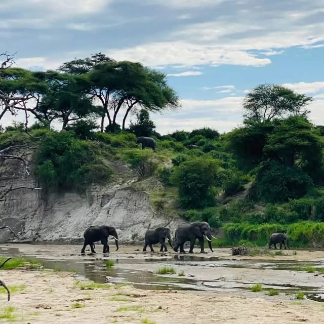 1-Day Tarangire National Park Day Trip —from Arusha or Karatu safari tour