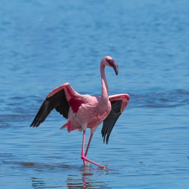 4-Day Maasai Mara & Nakuru Mid-Range Safari safari tour