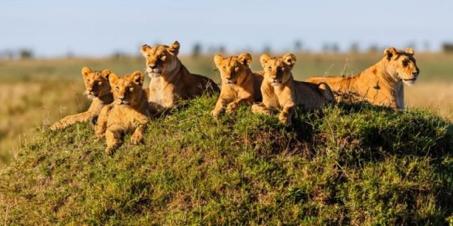 2-Day Tarangire and Ngorongoro Crater Classic Safari safari tour