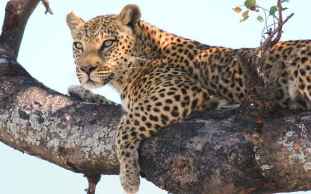 3-Day Central Kalahari Wilderness Camping Safari safari tour