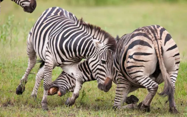 7-Day Classic Botswana: Savuti, Khwai & Okavango Delta safari tour